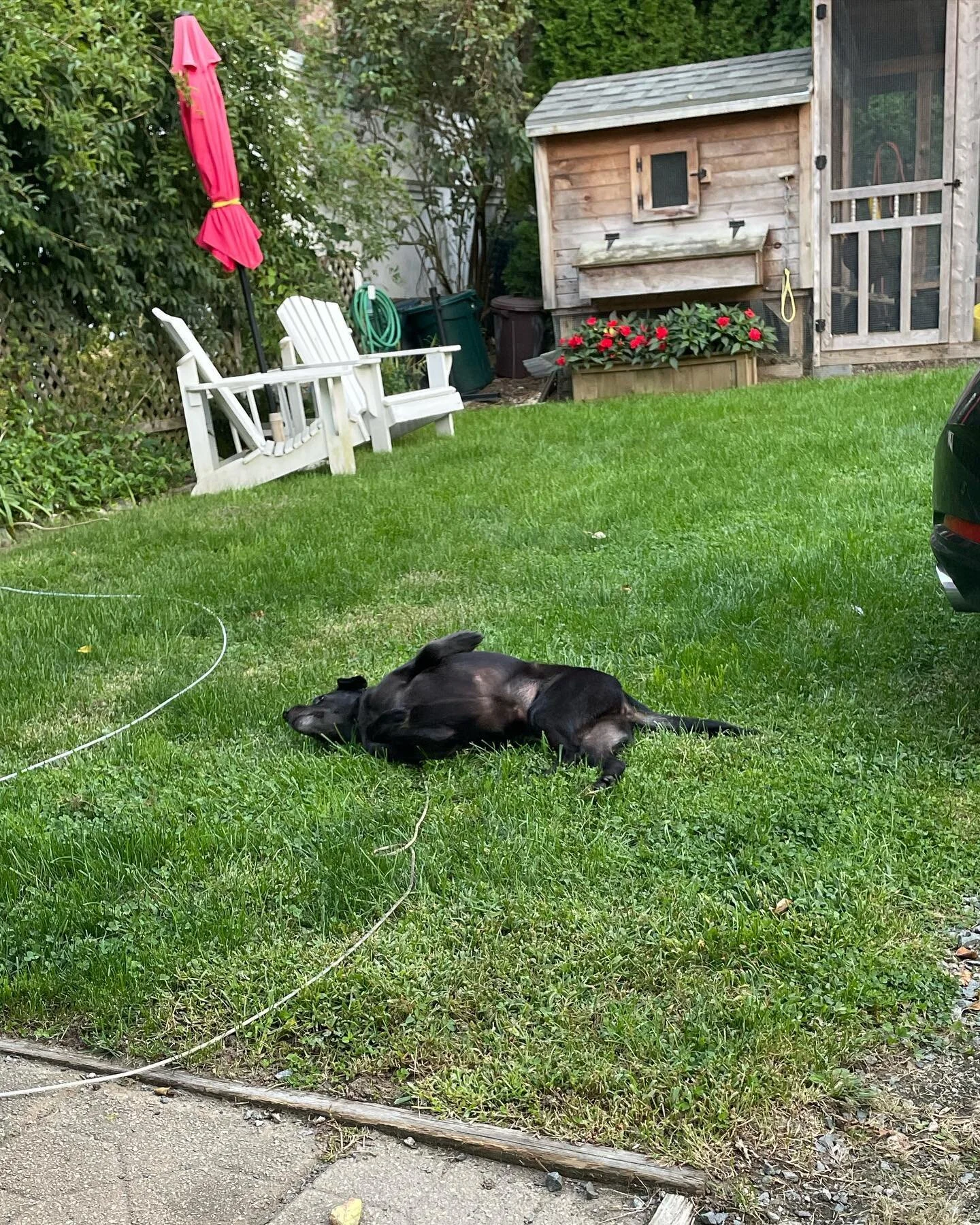 A graceful Gracie, thanks for hosting me in all your graciousness this week! It was truly a treat 🧡💐 #pawsitively #greatweek #garycomehome