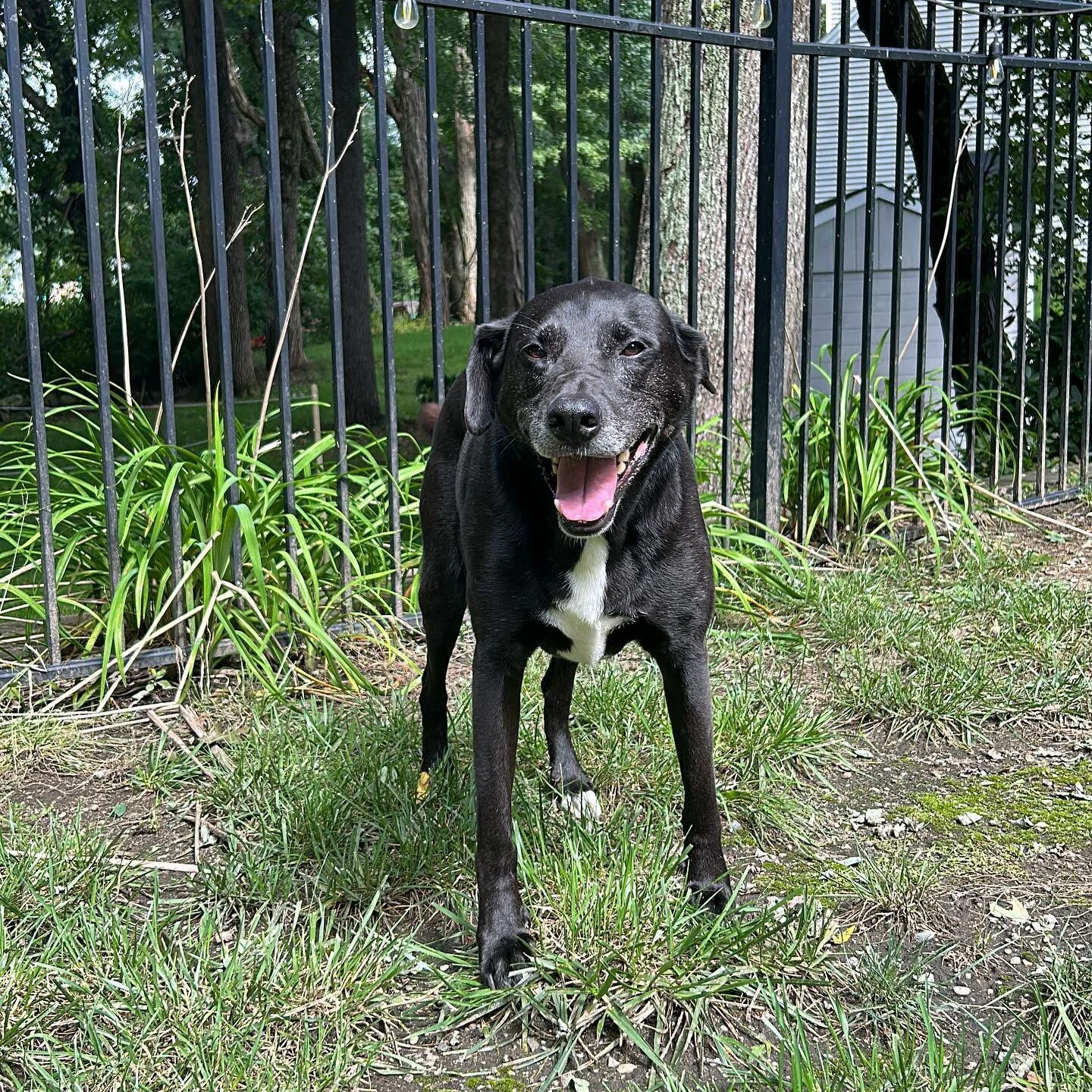 Meet Lucky! 🍀

This fella is the reason we started @pawsitivelylucky 🥰🧡 Lucky&rsquo;s story can be found on our website - link in bio.