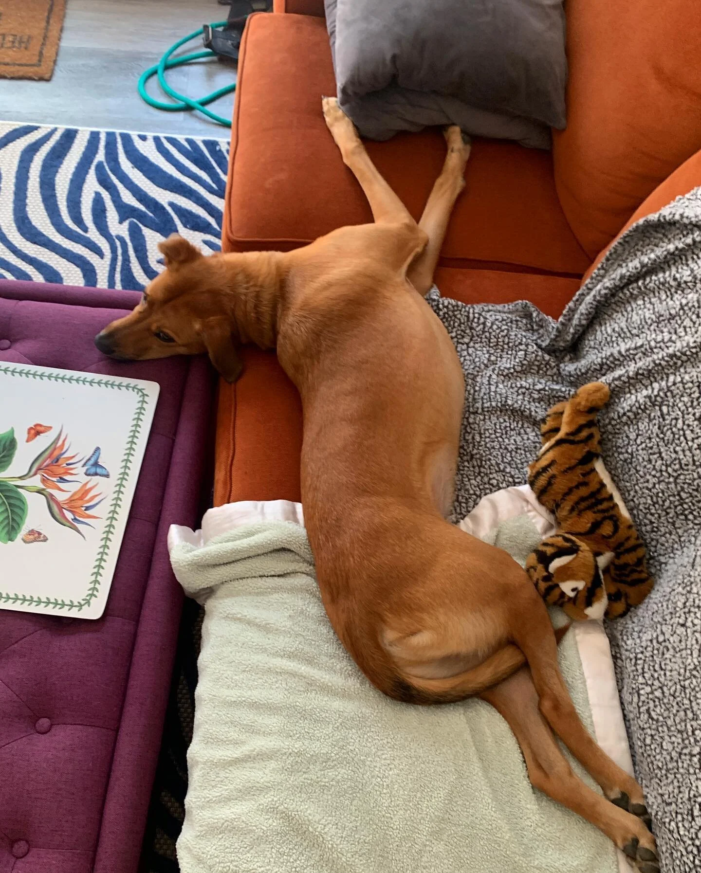 A little bit of Sunday silliness to make you shhhmilee 😁🐾🧡

#goodboy #pawsitivelylucky #muttsofinstagram #goldenretrieversofinstagram #bassethoundsofinstagram #sploot