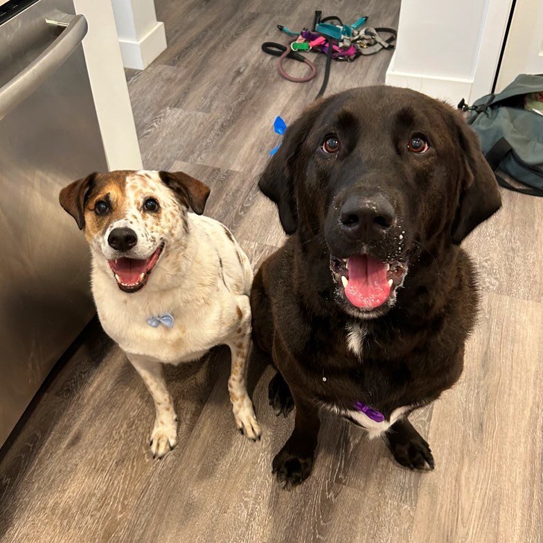 This Duo 🤝 Peanut Butter 
😁😁😁🤤🤤🤤

#pawsitivelylucky #grooming #bathtime #redheelermix #herdingdog #muttsofinstagram #labrador #pyranees #labprynessmix #goodboy #dogsofinstagram