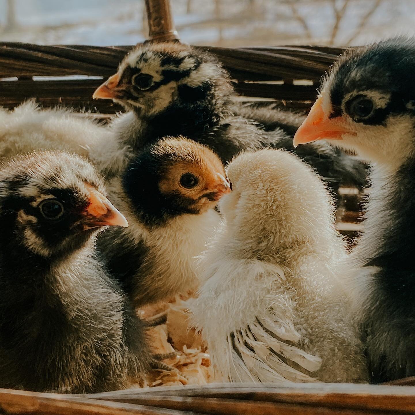 Meet our sweet baby chicks! 🐥 Almost a week old and oh so fluffy - can't wait to see their variety as they grow!

Bantam Chickens, each a different color

#chickdays #babychicksofinstagram #ilovechickens #bantamchicken