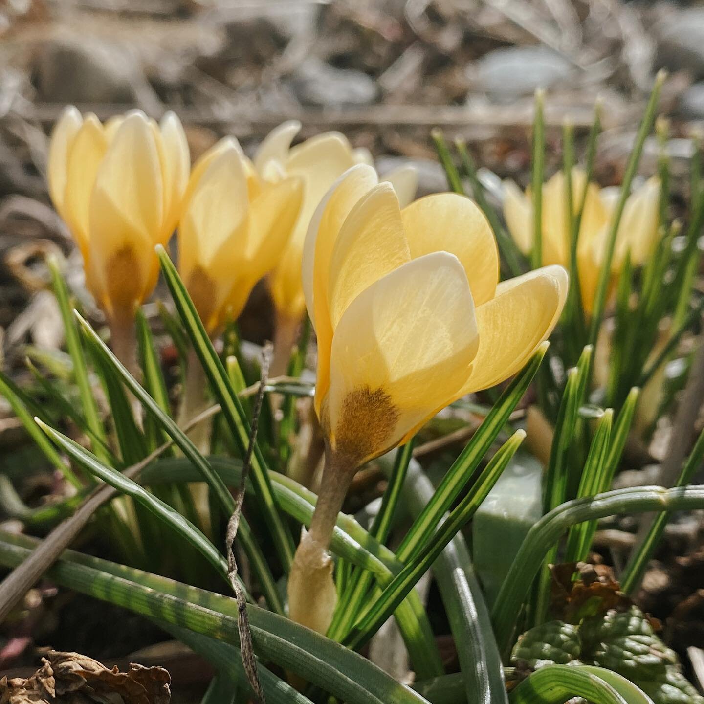 The crisp wind and flurries keep returning but the bits of sunshine in between are so lovely - and these golden crocus blooms are proof spring is on it's way

#seasonalflowers #embracetheseasons #seasonaljoys