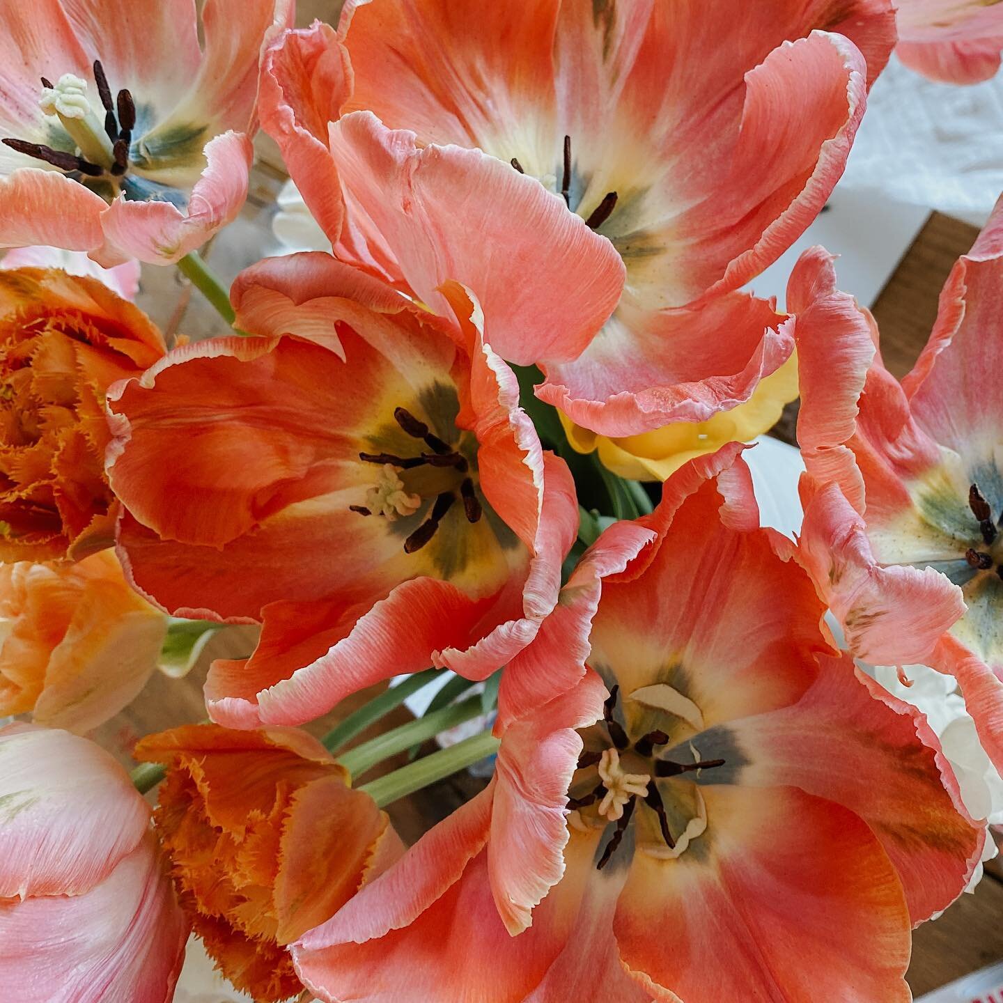 It's looking like Mother's Day should fall right in the middle of our specialty tulip blooms - peony tulips, parrot tulips, and fringed tulips galore! Stay tuned for when bouquets will be available! 💖

#mothersdaygifts #mothersdayflowers #cantonny #