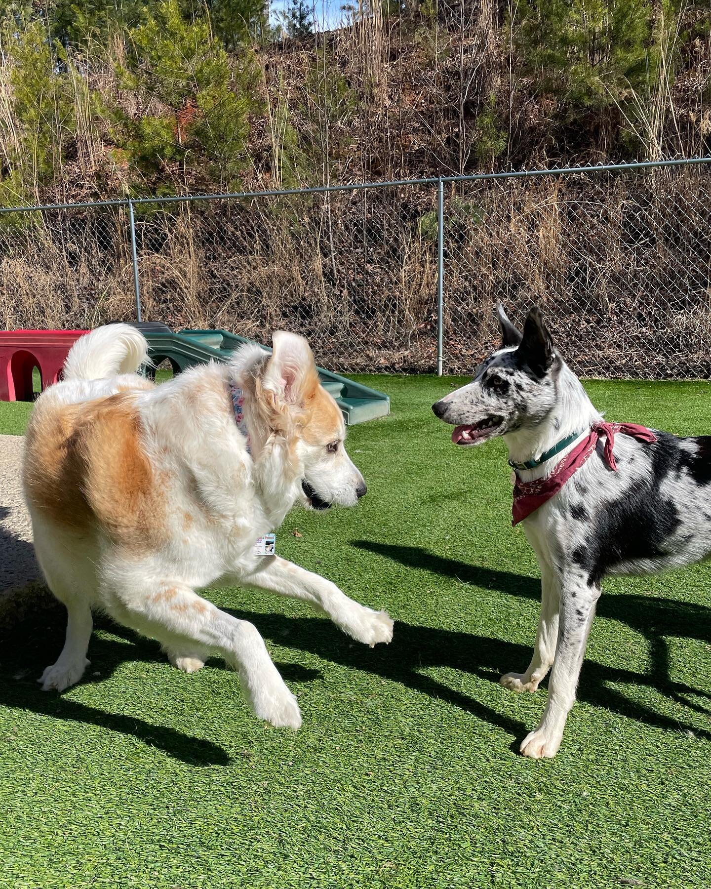 ✨The joy of new friendship✨. Laredo and new member Emma enjoy a moment of one on one playtime