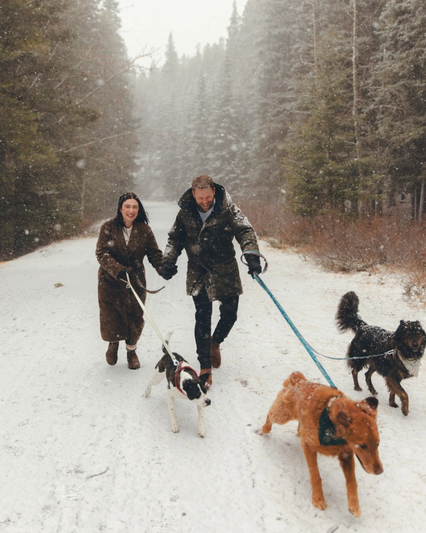 Swipe for the cutest puppy portraits 🥹

Edit like @nick.laf with his preset pack, link in bio!
&bull;
#photography #canon #proposal #banff