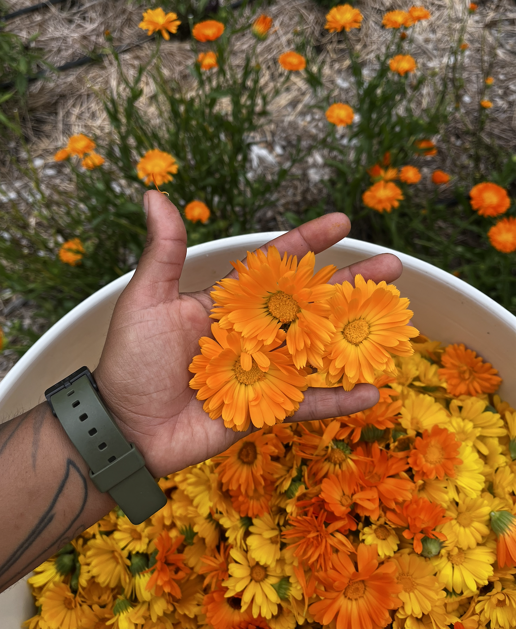 Calendula, dried