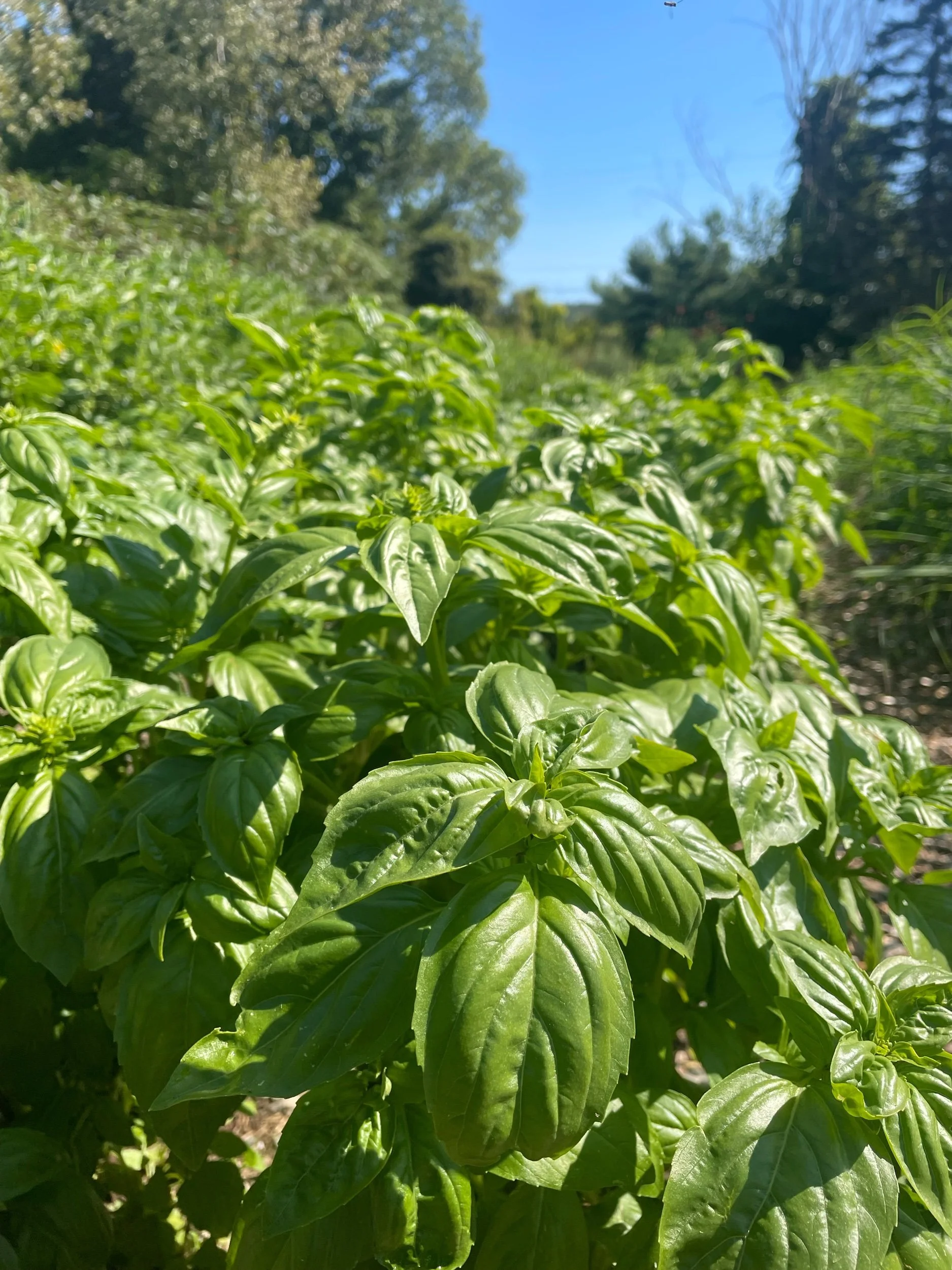 Genovese Basil, Dried