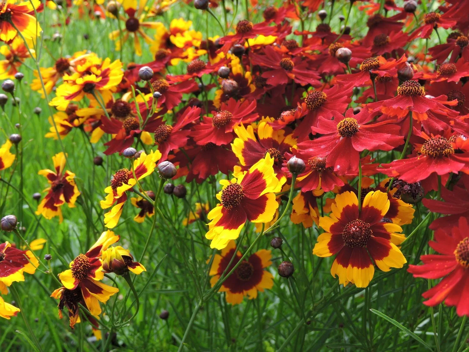 coreopsis+mix.jpeg