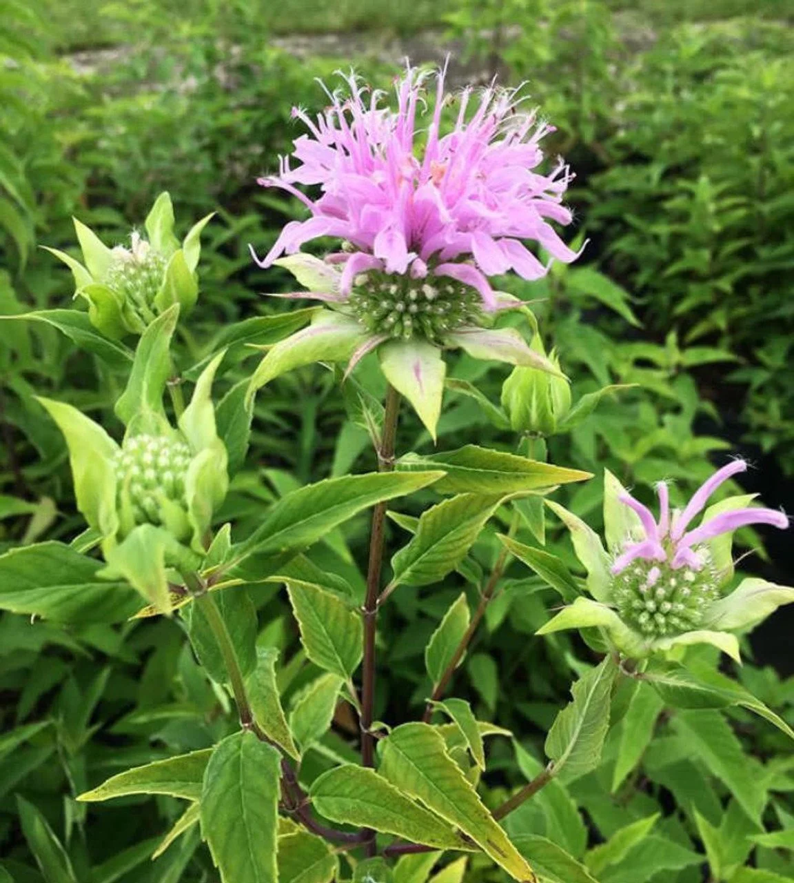 Bee Balm
