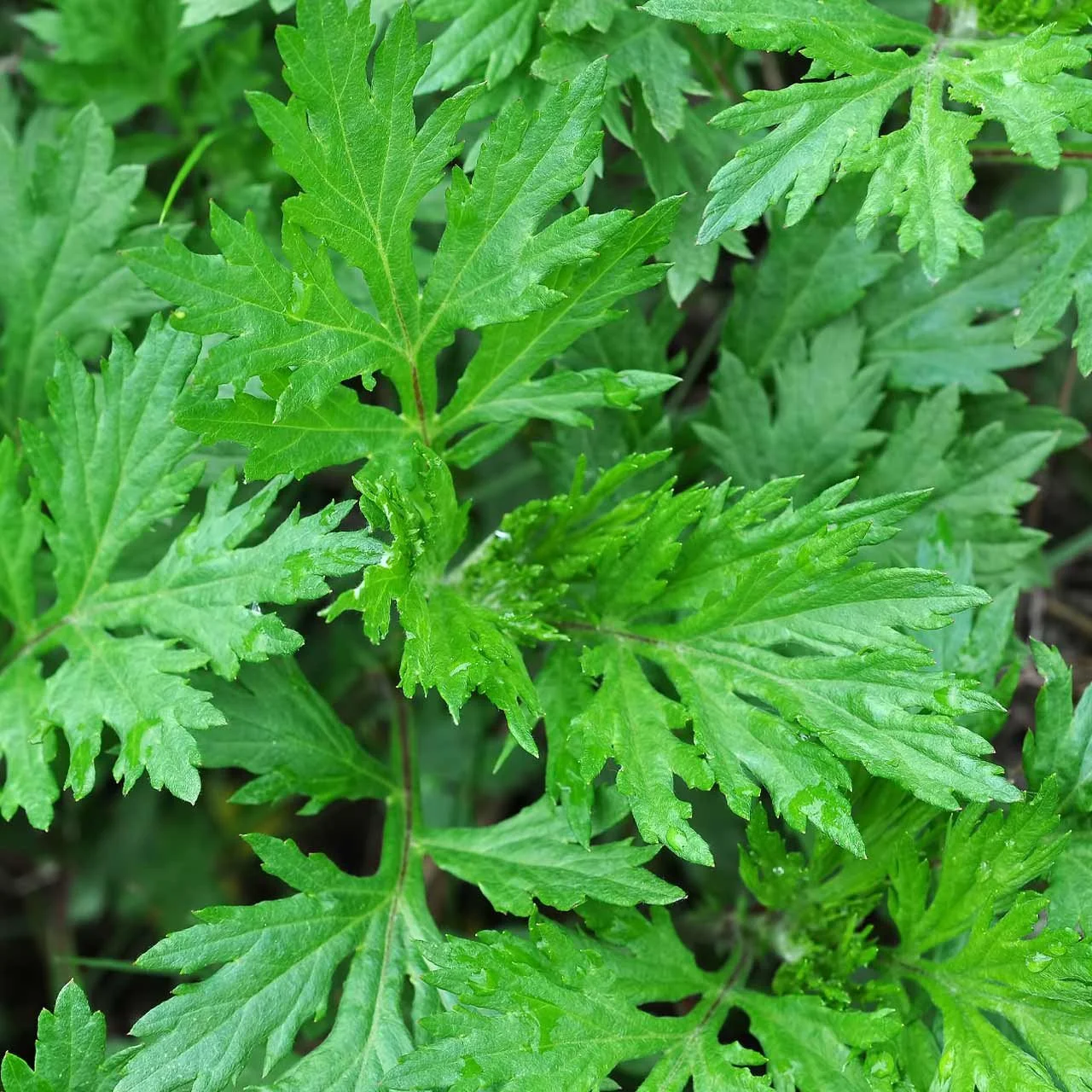 Mugwort