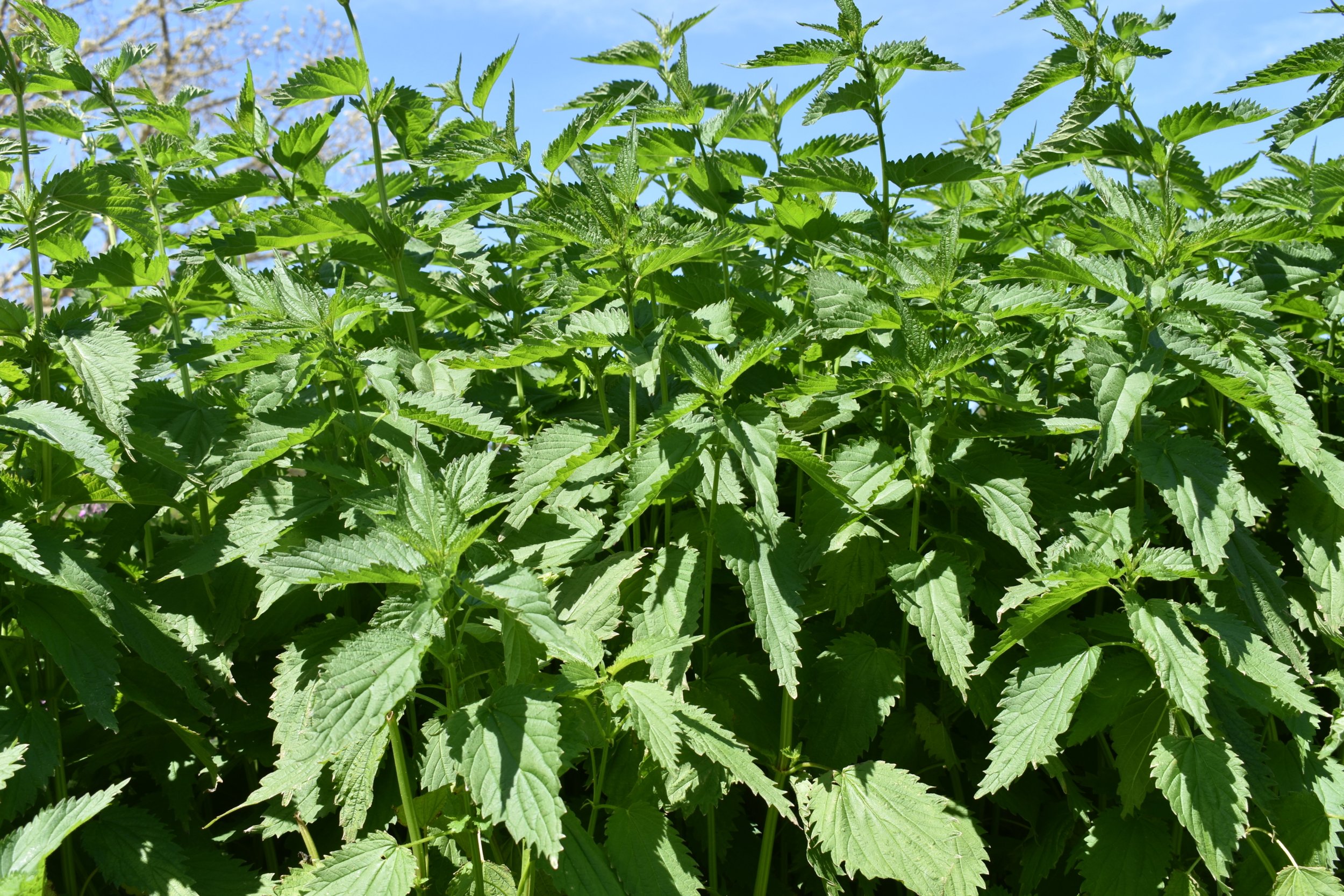 Stinging Nettles