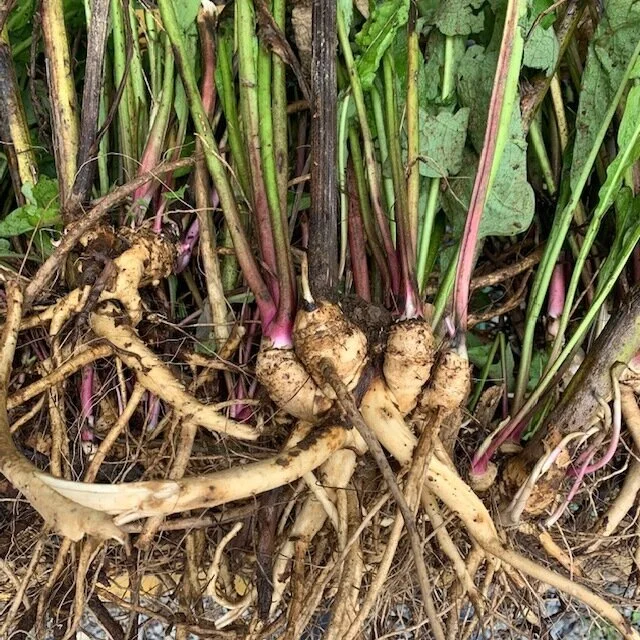 Elecampane