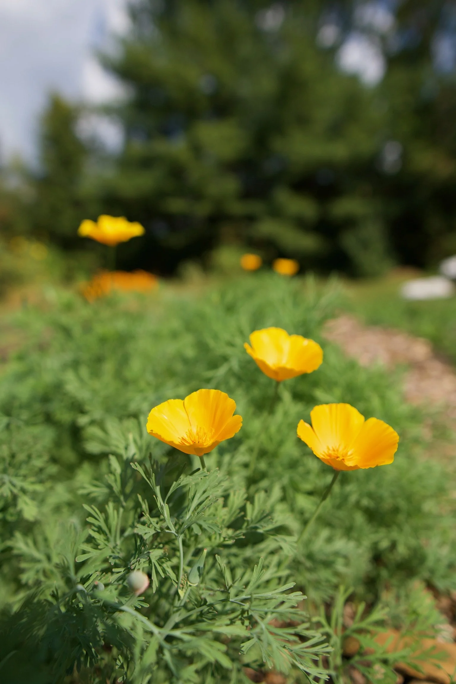 California Poppy