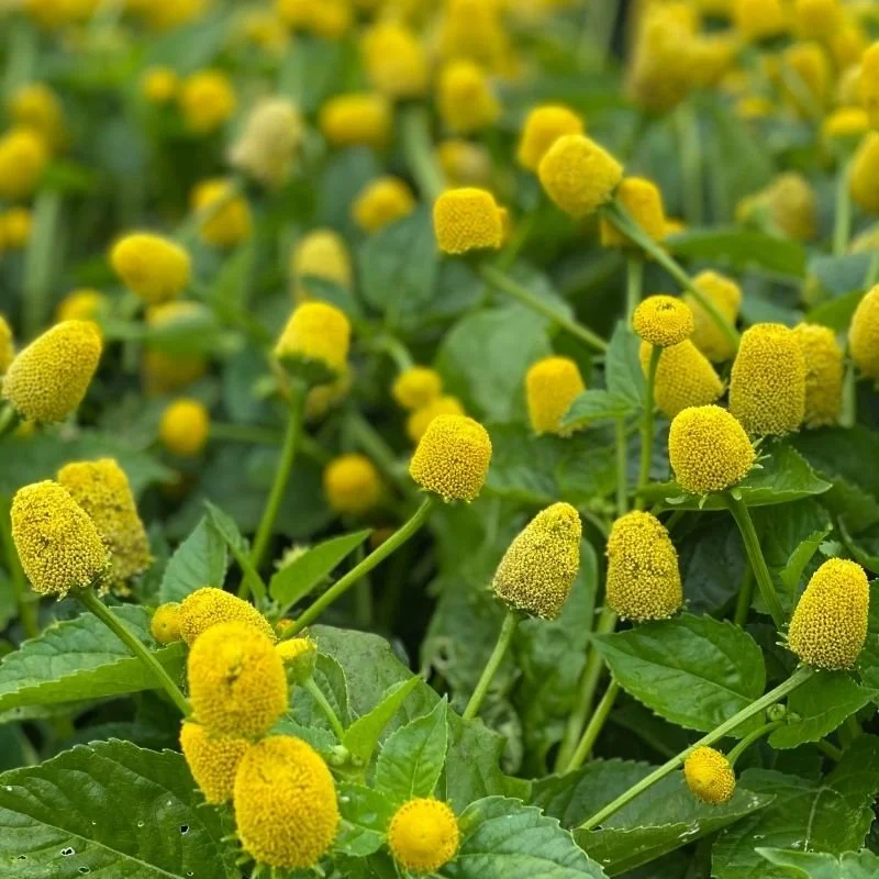 Spilanthes
