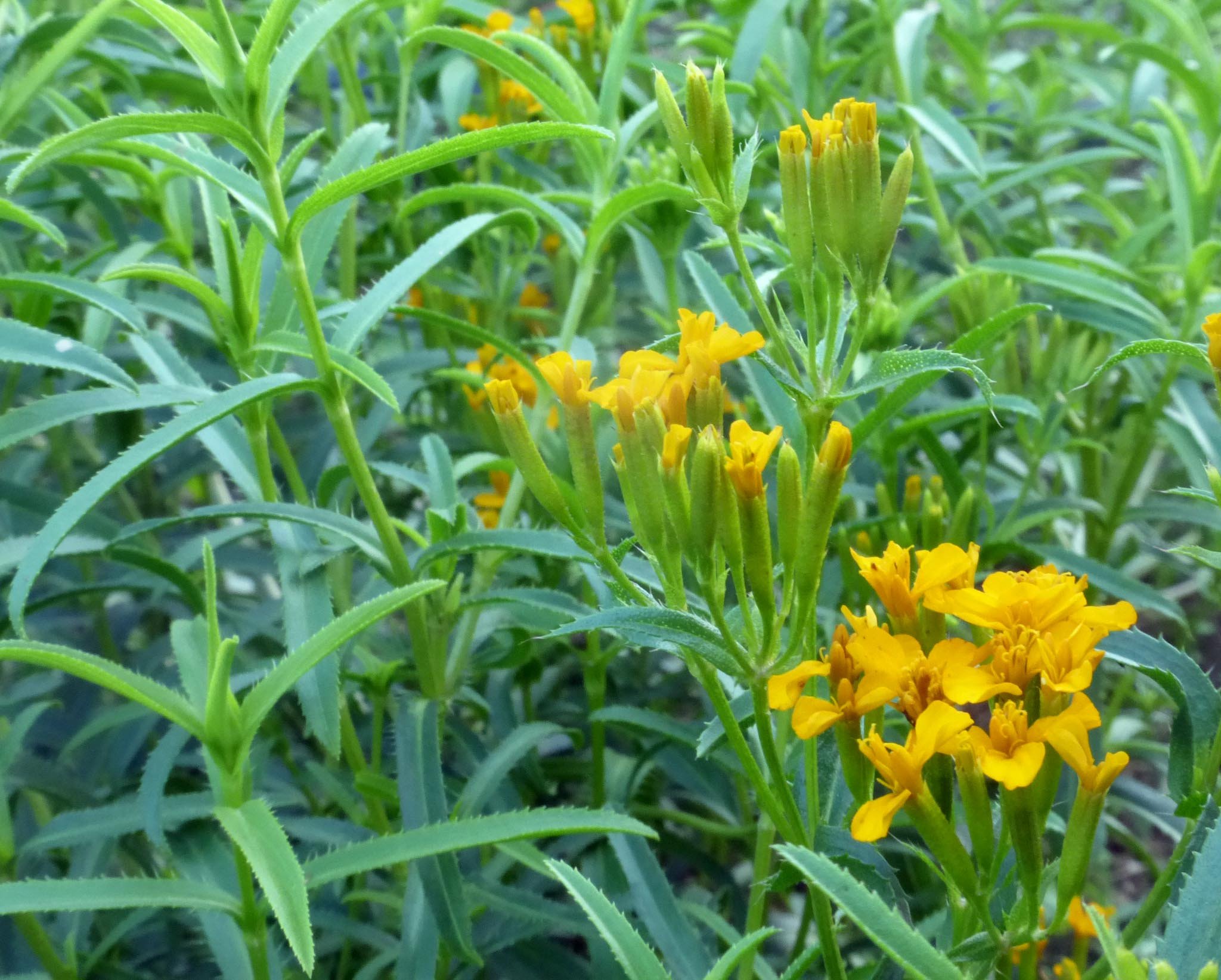 Mexican Mint Marigold