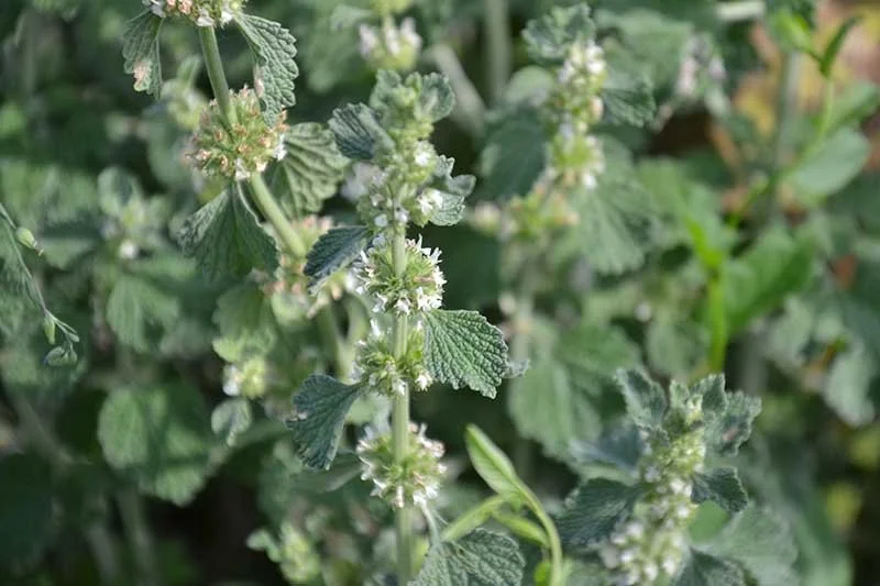 Horehound