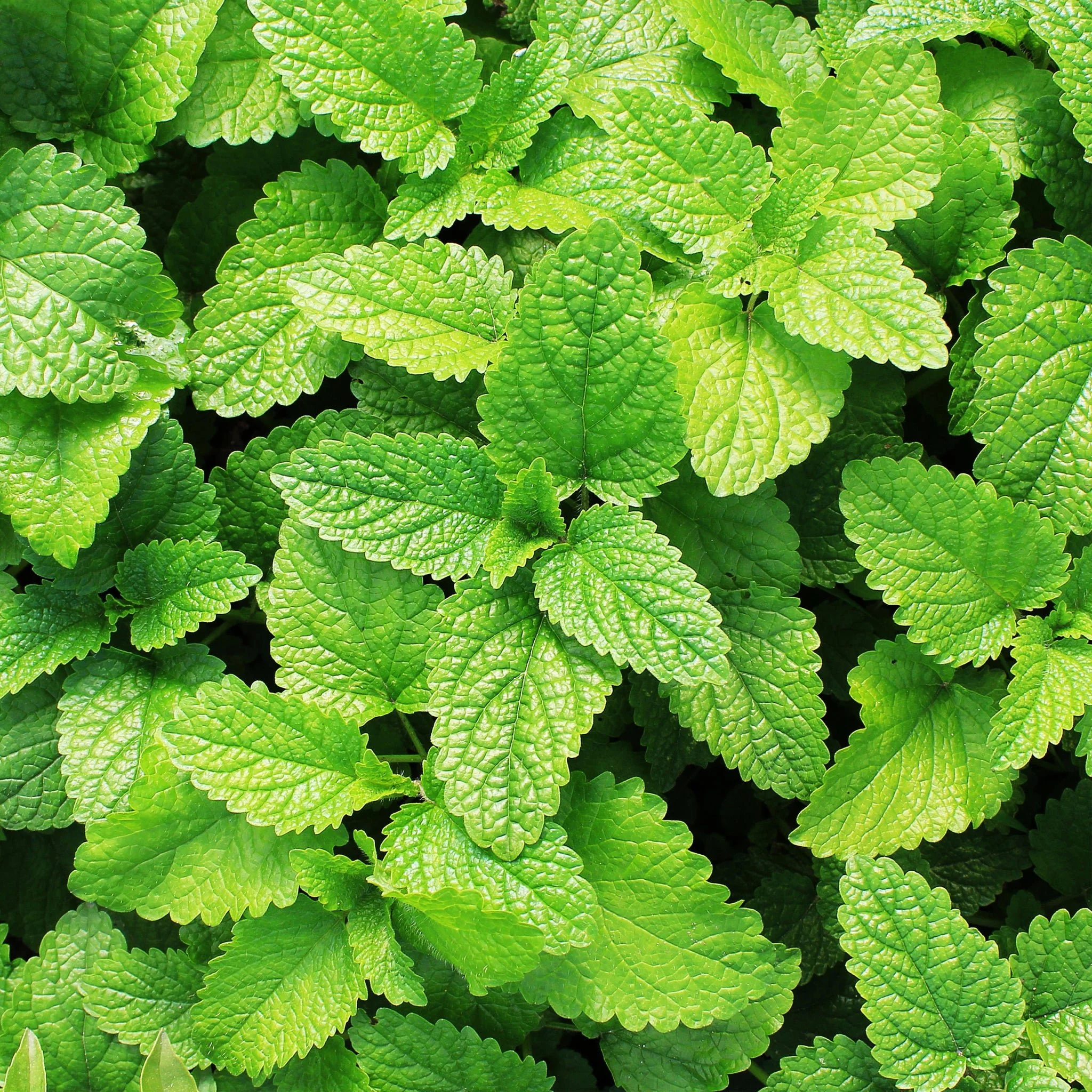 Spearmint