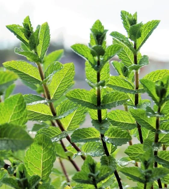 Peppermint