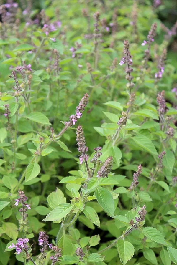 Tulsi
