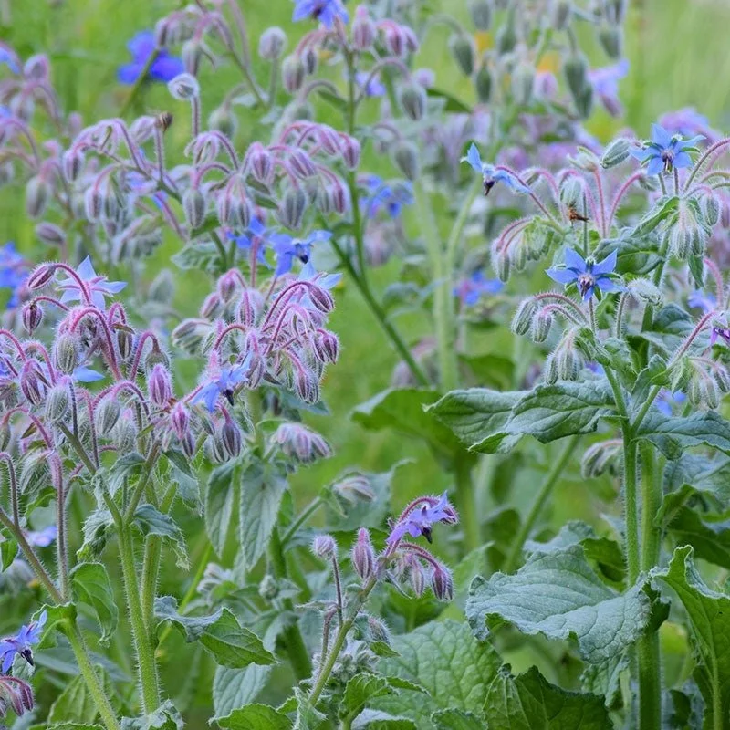 Borage