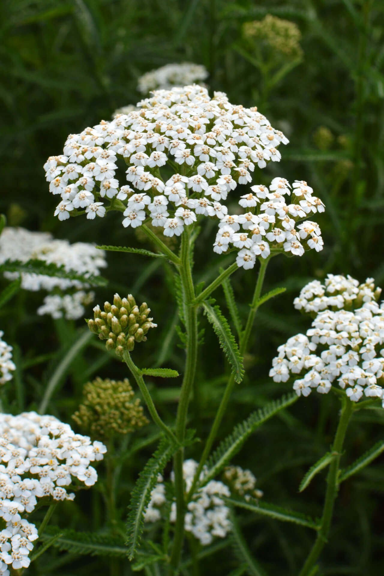 Yarrow / Milenrama