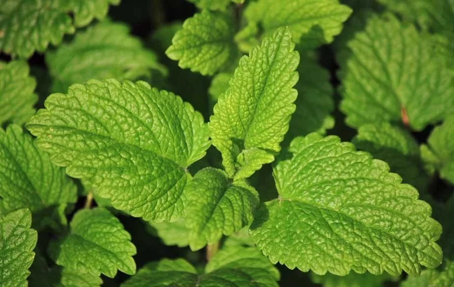 Lemon Balm / Melisa
