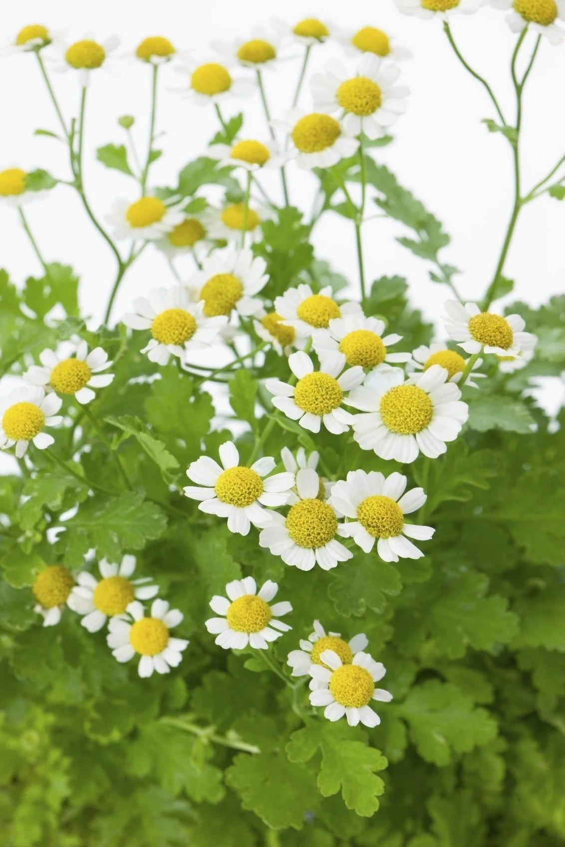 Feverfew / Matricaria