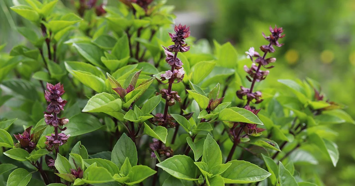 Thai Basil, Dried