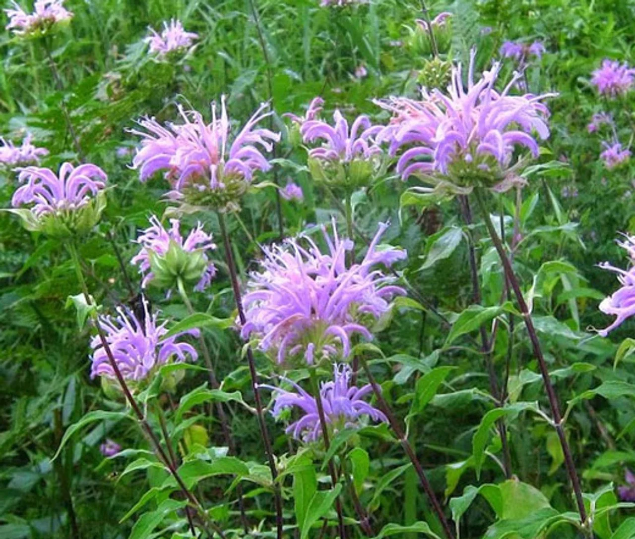 Bergamot Bee Balm Seeds.jpg