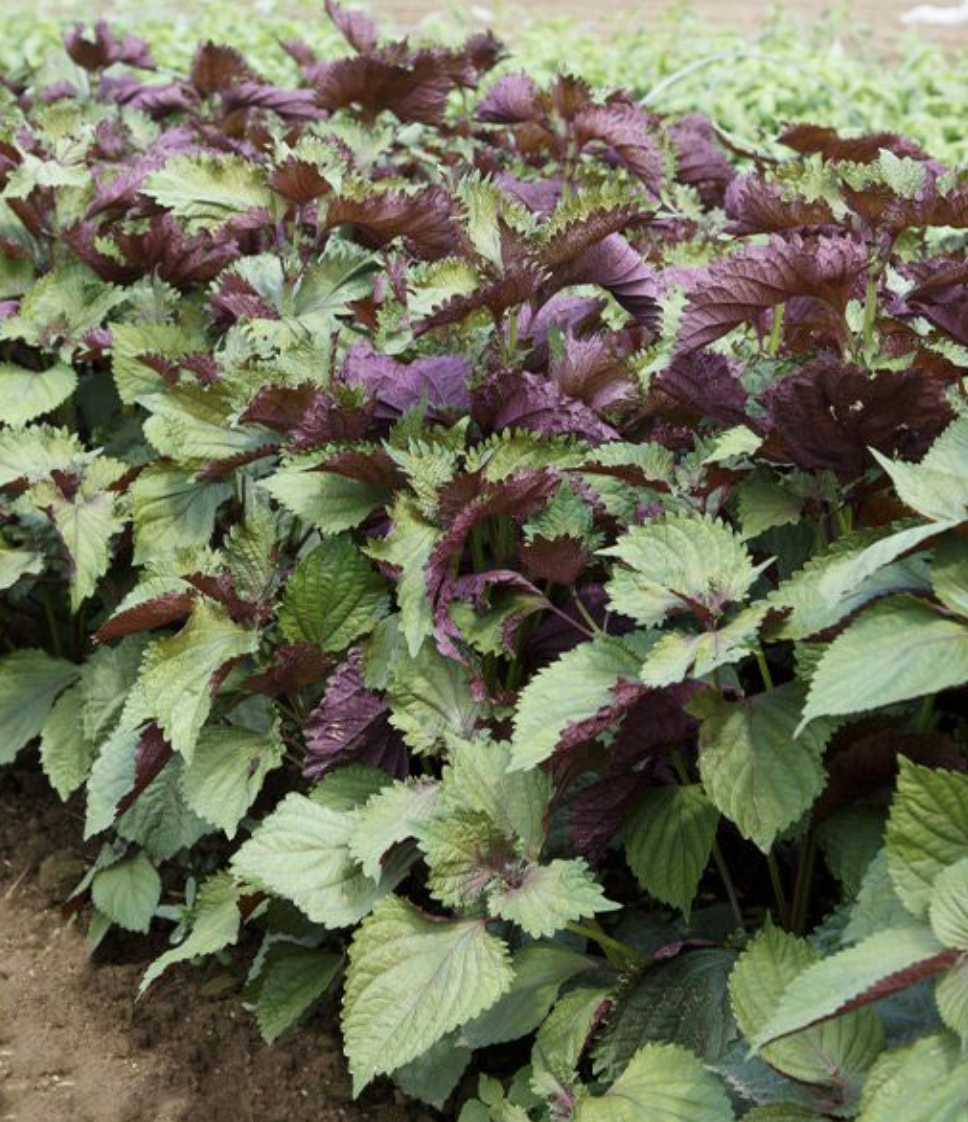 Screenshot 2026-03-23 at 12.16.18 PM.png