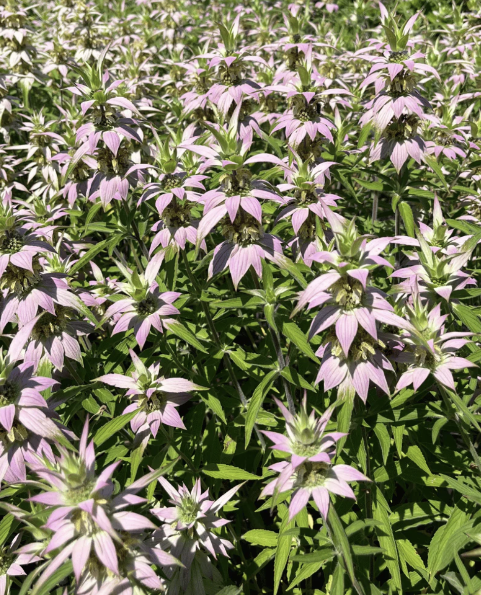 Screenshot 2026-03-23 at 11.36.13 AM.png