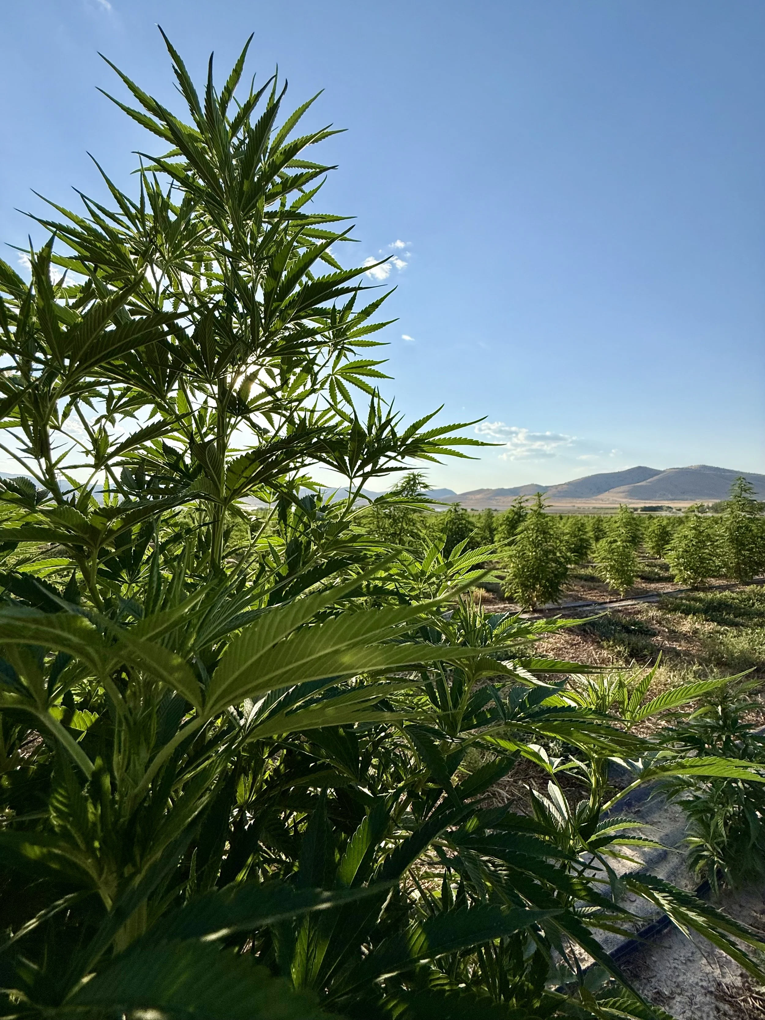 Young Living Hemp CBD