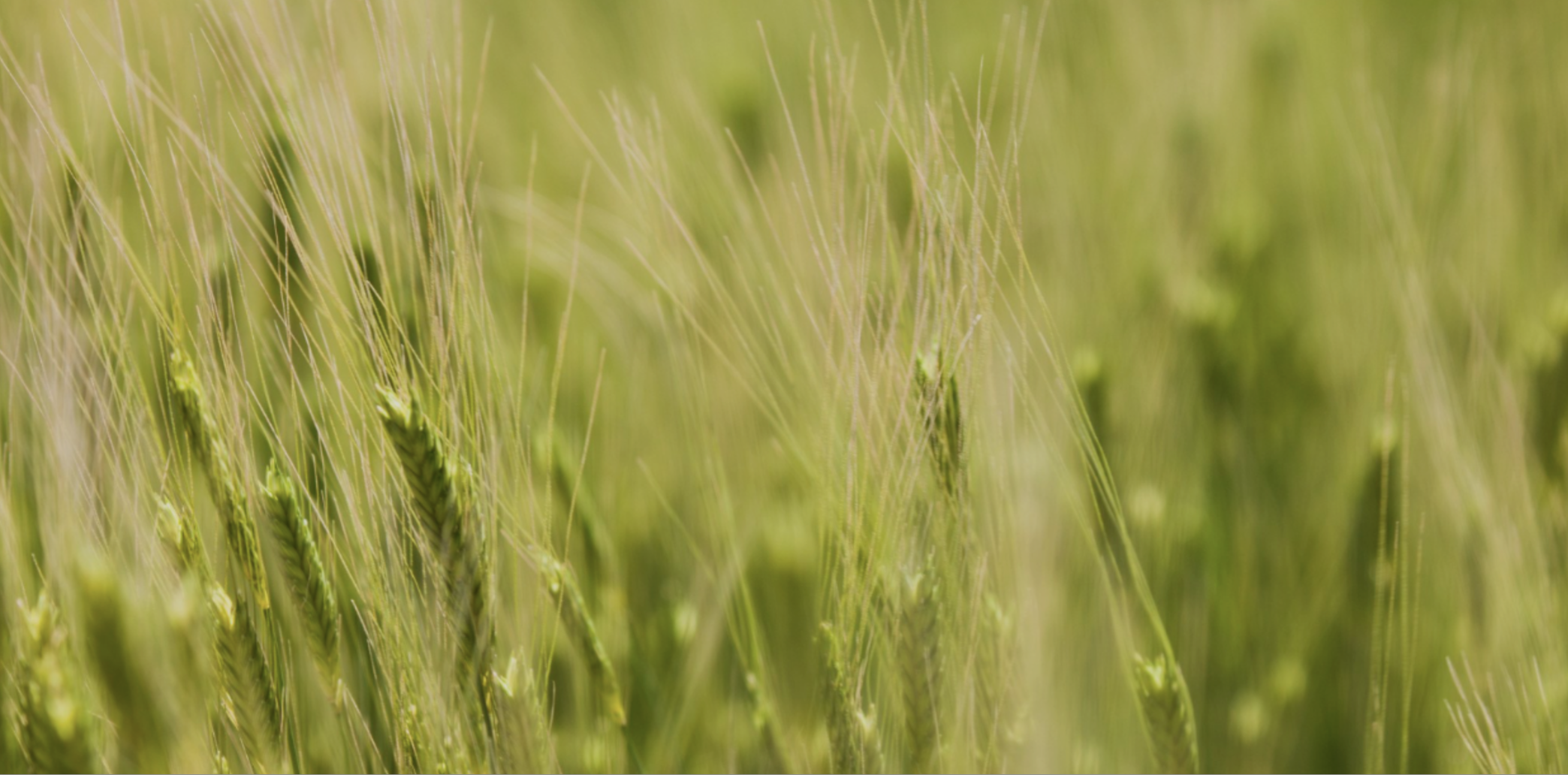 Einkorn Wheat | The Original Wheat & Fighting World Hunger
