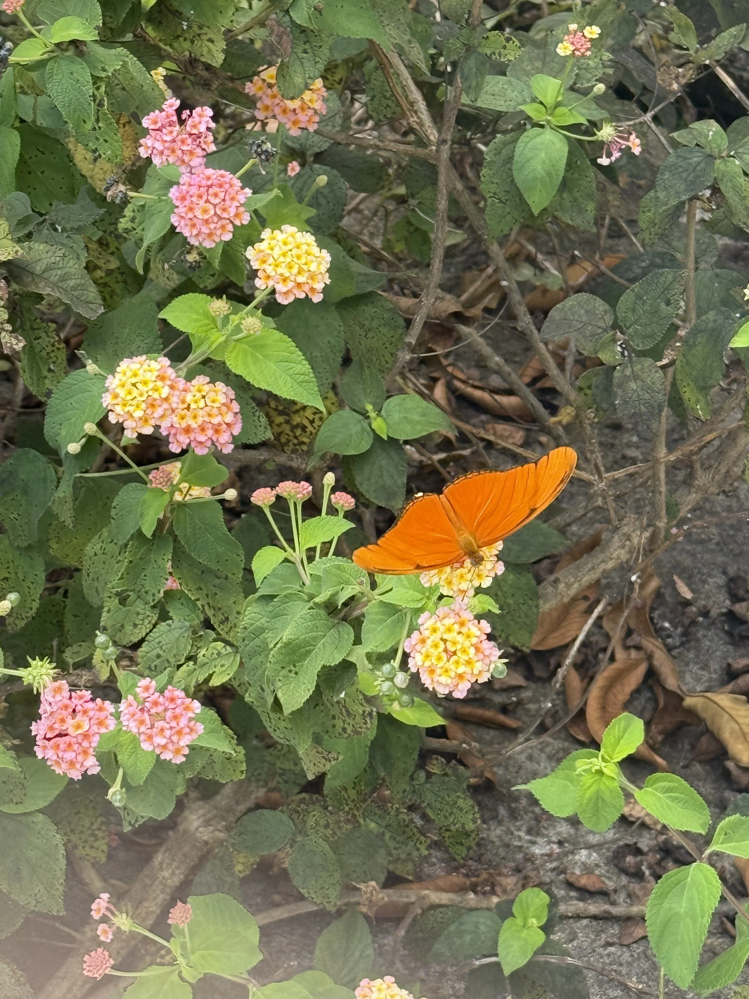 IMG_9363.jpeg