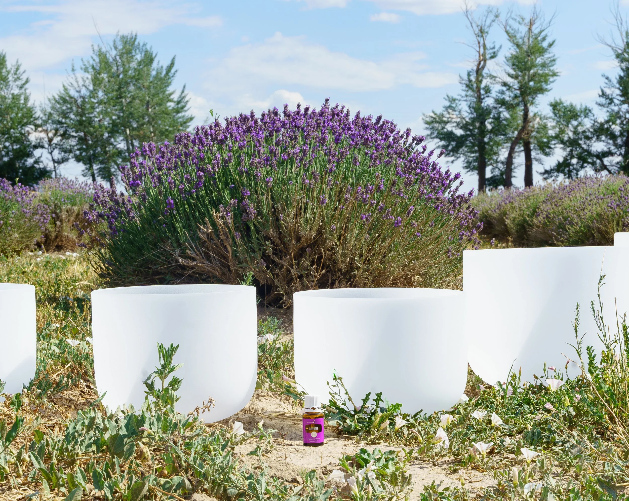 Young Living Lavender Field and Oil with Singing Bowls, Vibrational Healing Tools