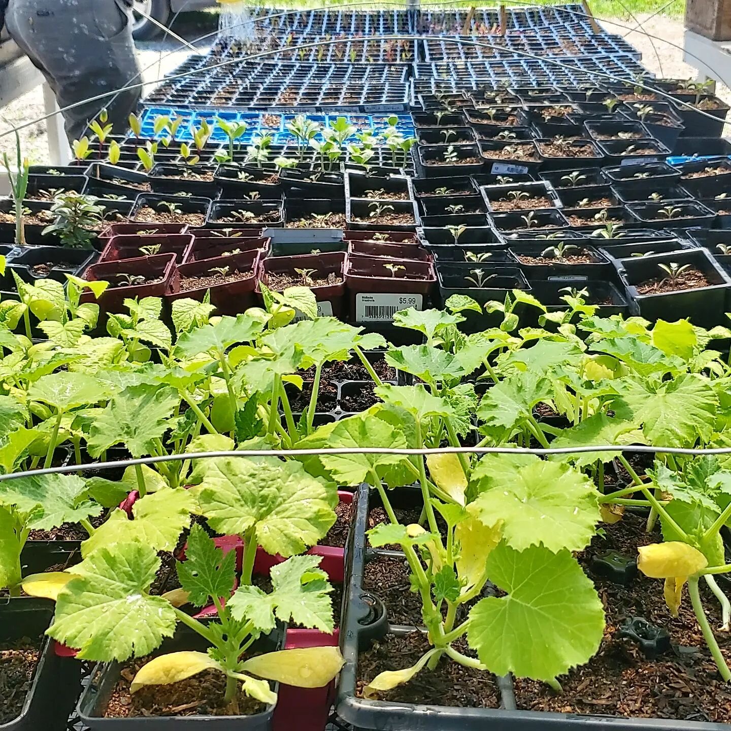 Cooling of the prophouse babies. So many things are very nearly ready to plant