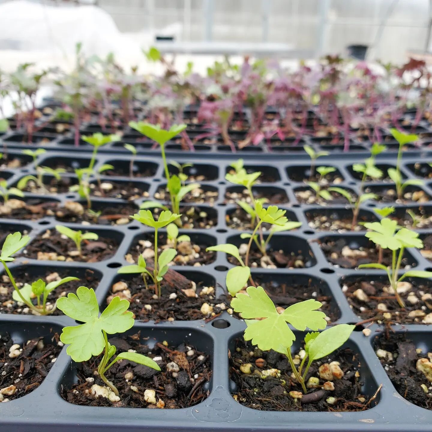 Our very first farm seedlings are settled into the greenhouse and will be ready for planting in just a few weeks and CSA signups open April 1st. It's happening!

#farmer #queerfarmers #woodinville #localfood #csa #seattlefood #seattlecsa