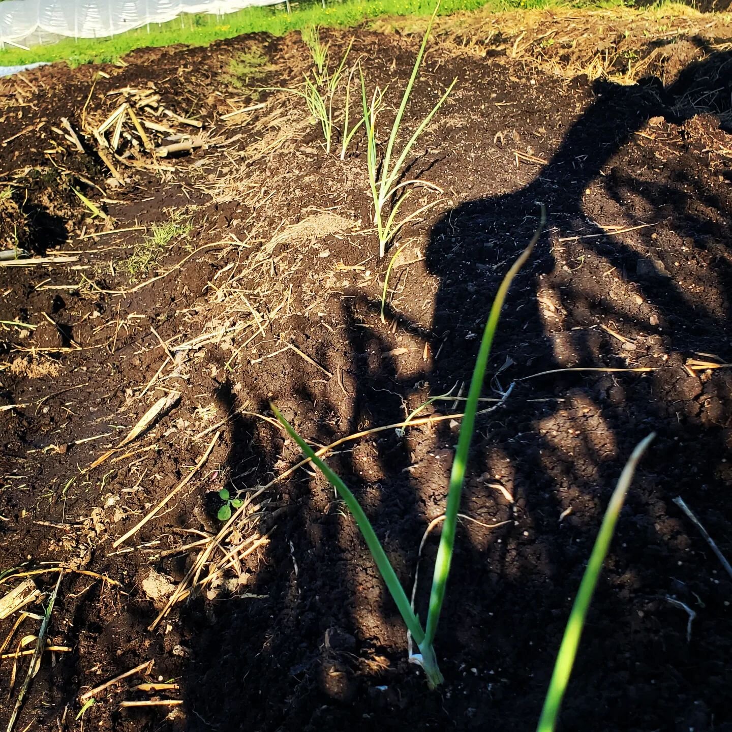 Round 1 of shallots (the overachievers) are in the ground!
