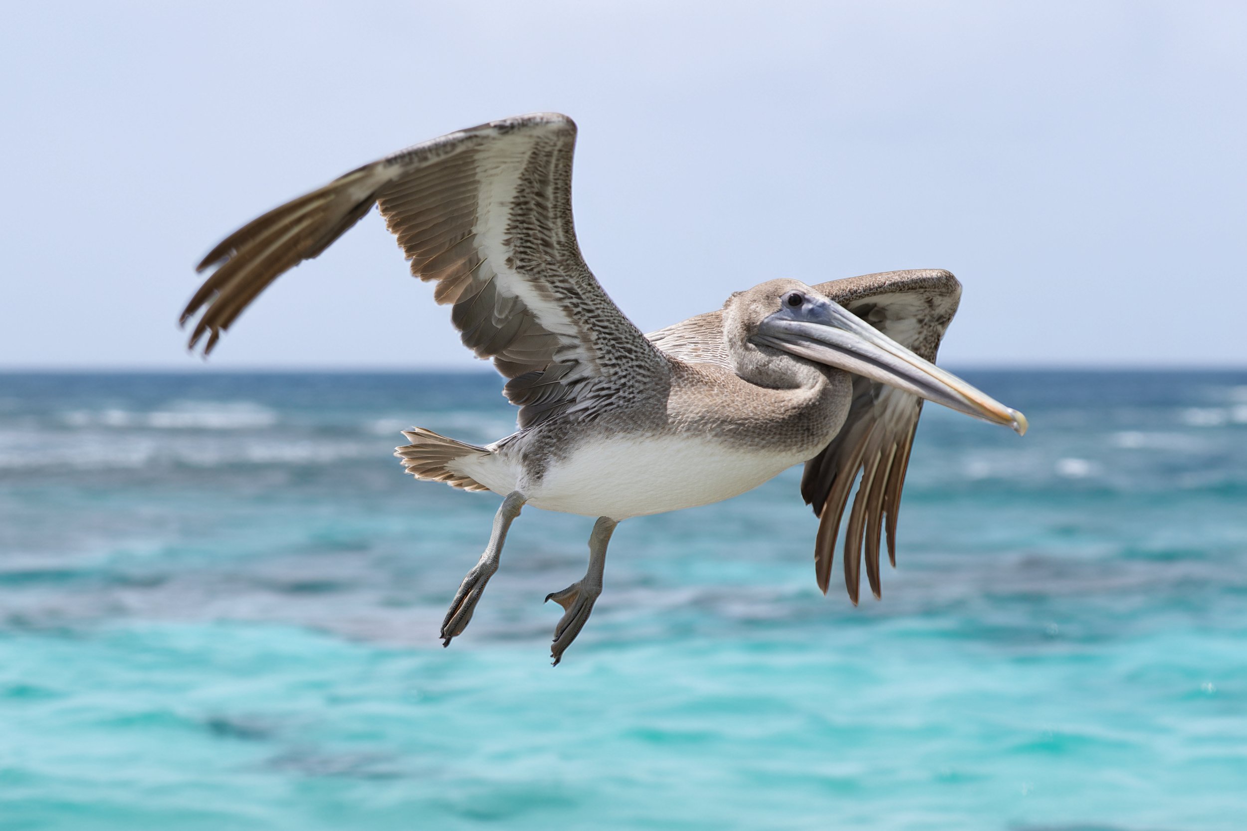R5DC4135-pelican.jpg
