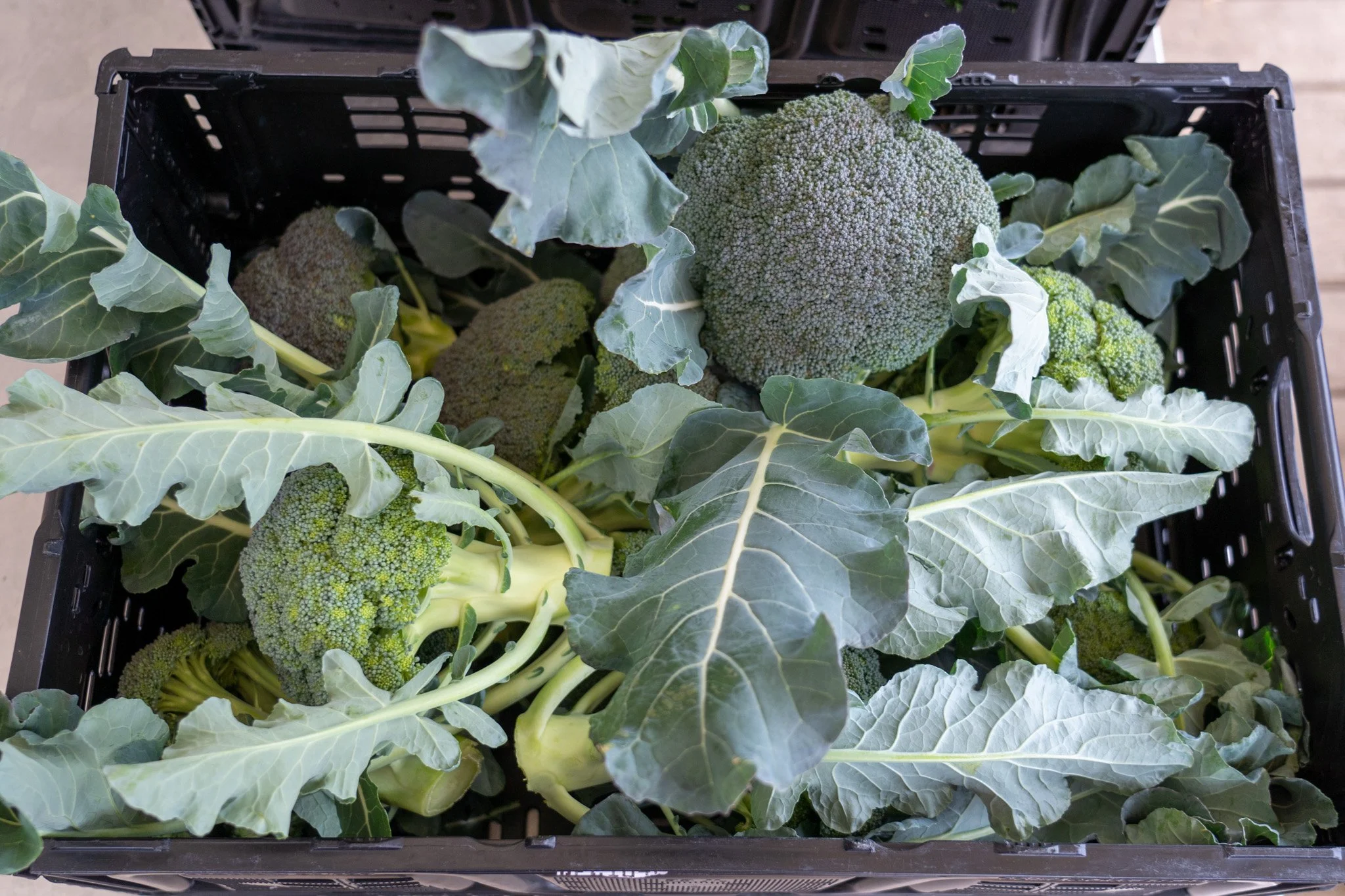 Food Waste: Black plastic crate containing broccoli heads with stalks and leaves attached