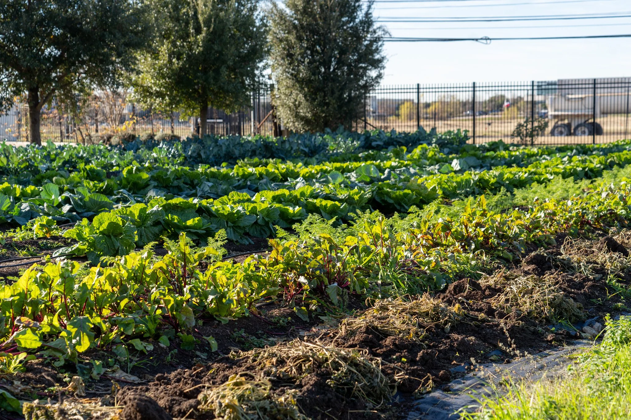 Food Production: Rows of leafy greens growing at Central Texas Food Bank's Fresh Harvest Farm