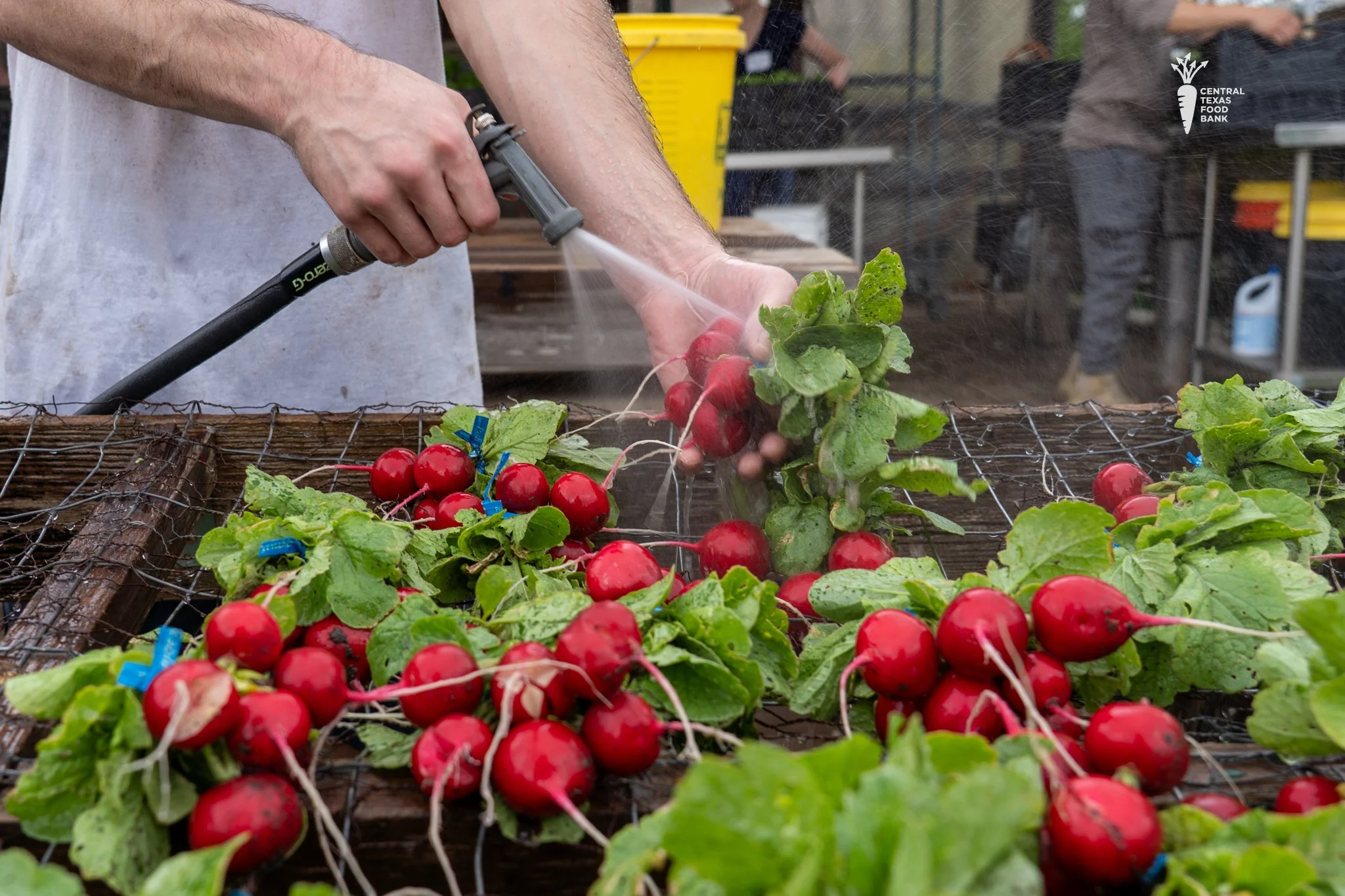 Food Processing and Distribution: Hands holding a hose and a bunch of red radishes, with radish bunches on a wire surface