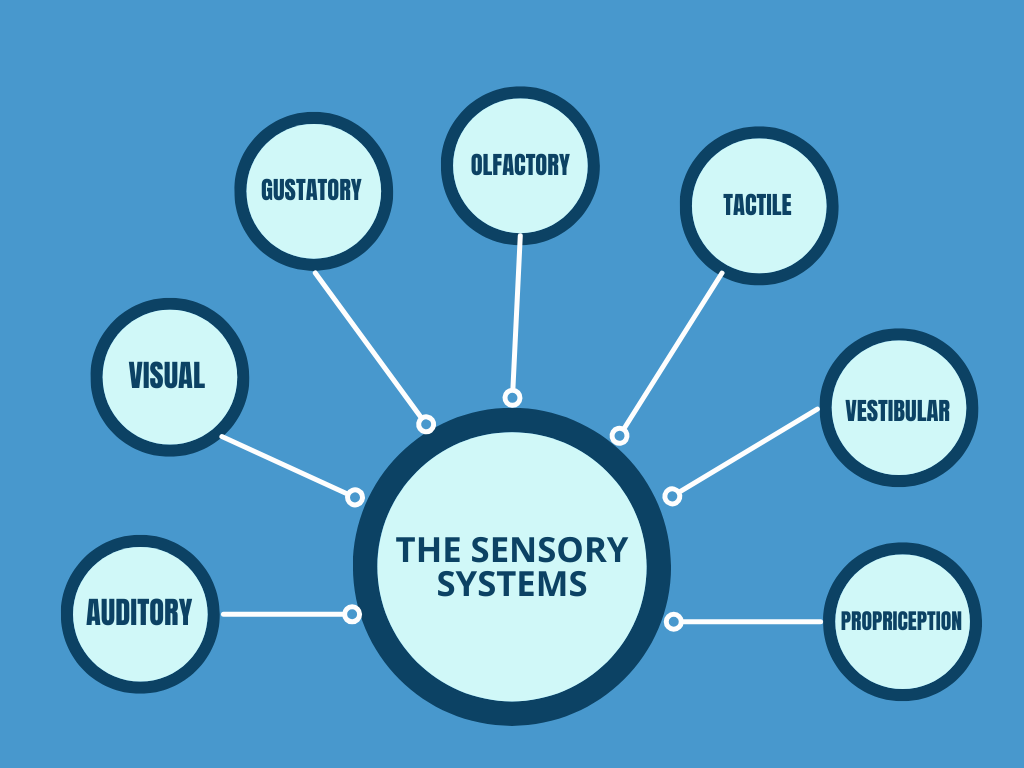 Understanding Sensory Processing — Elevate Health & Therapeutic Services