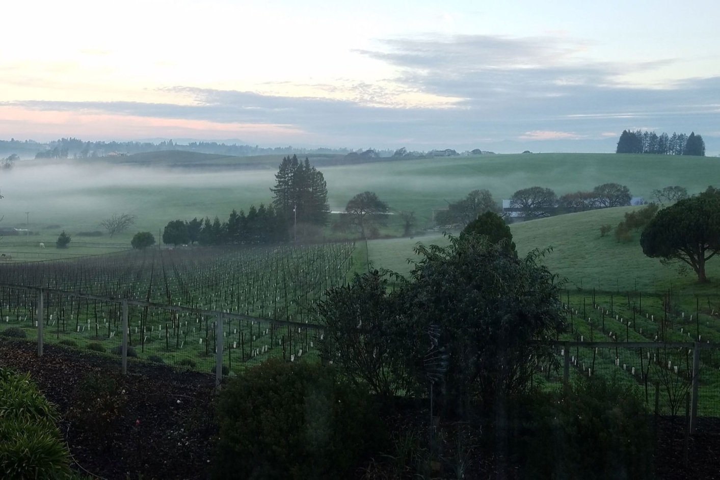 Foggymorning-Vine-Wrangler-Highland-Estate-Vineyard.jpg