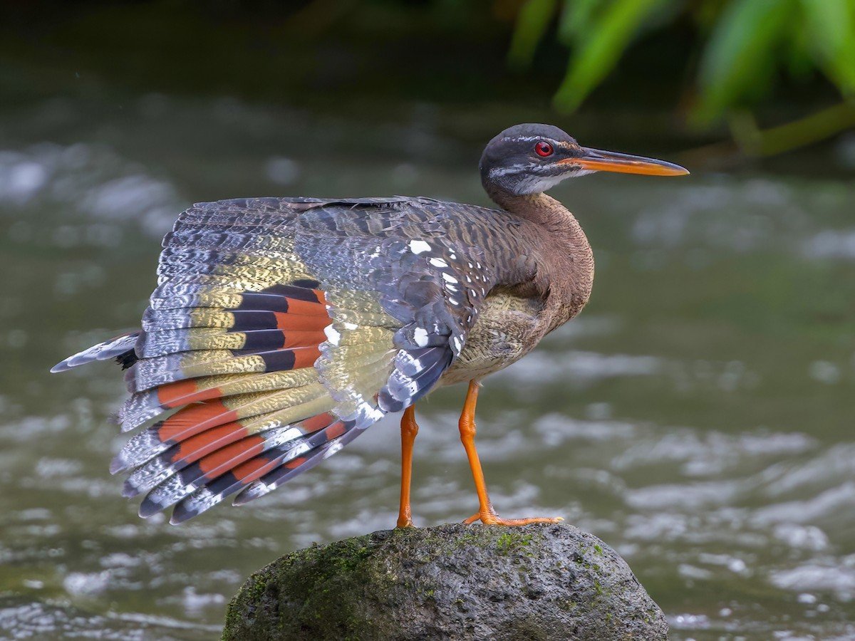 Sunbittern