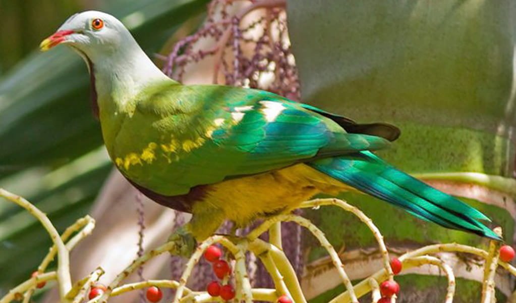 Wompoo fruit dove