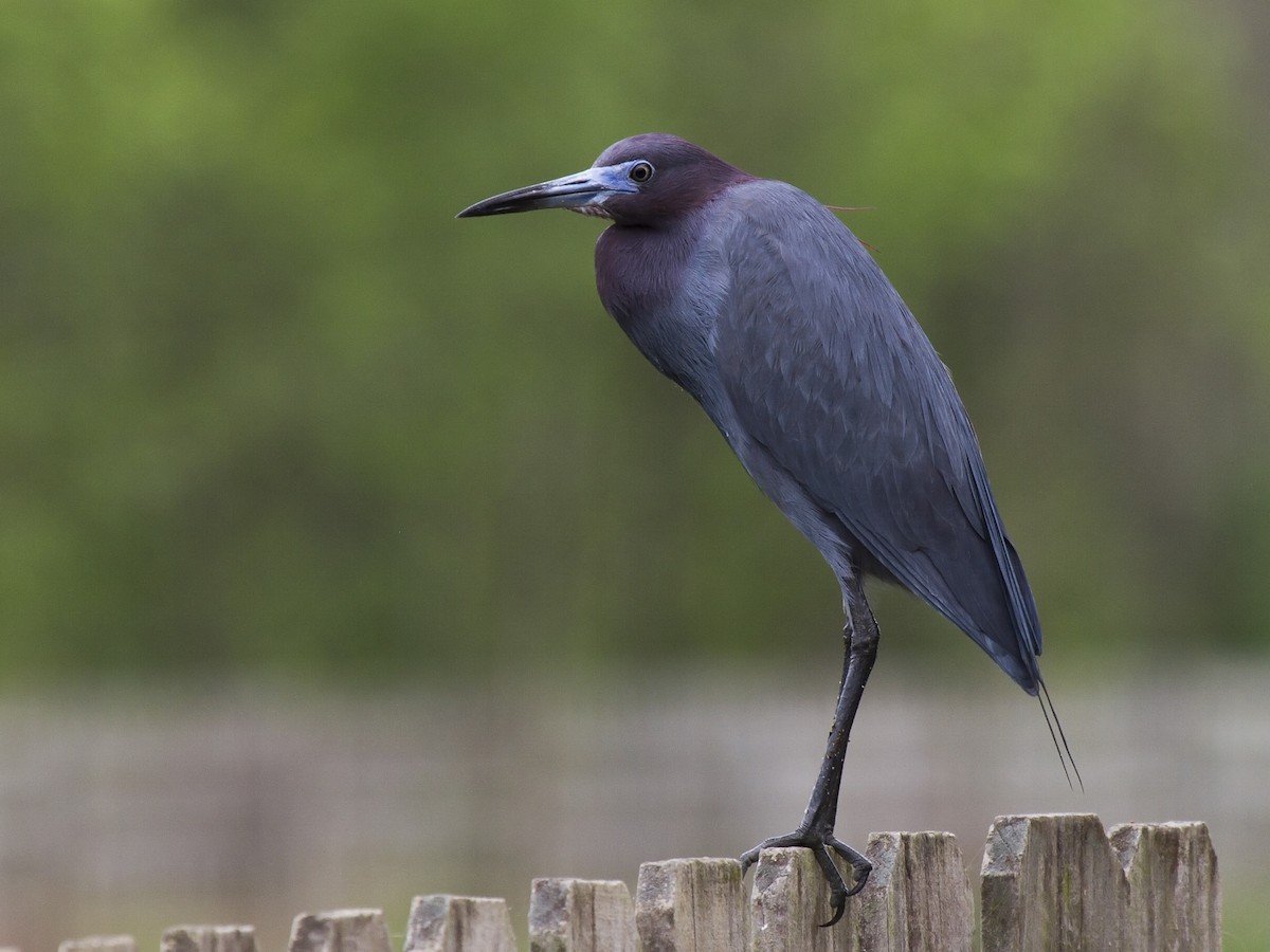 Little blue heron