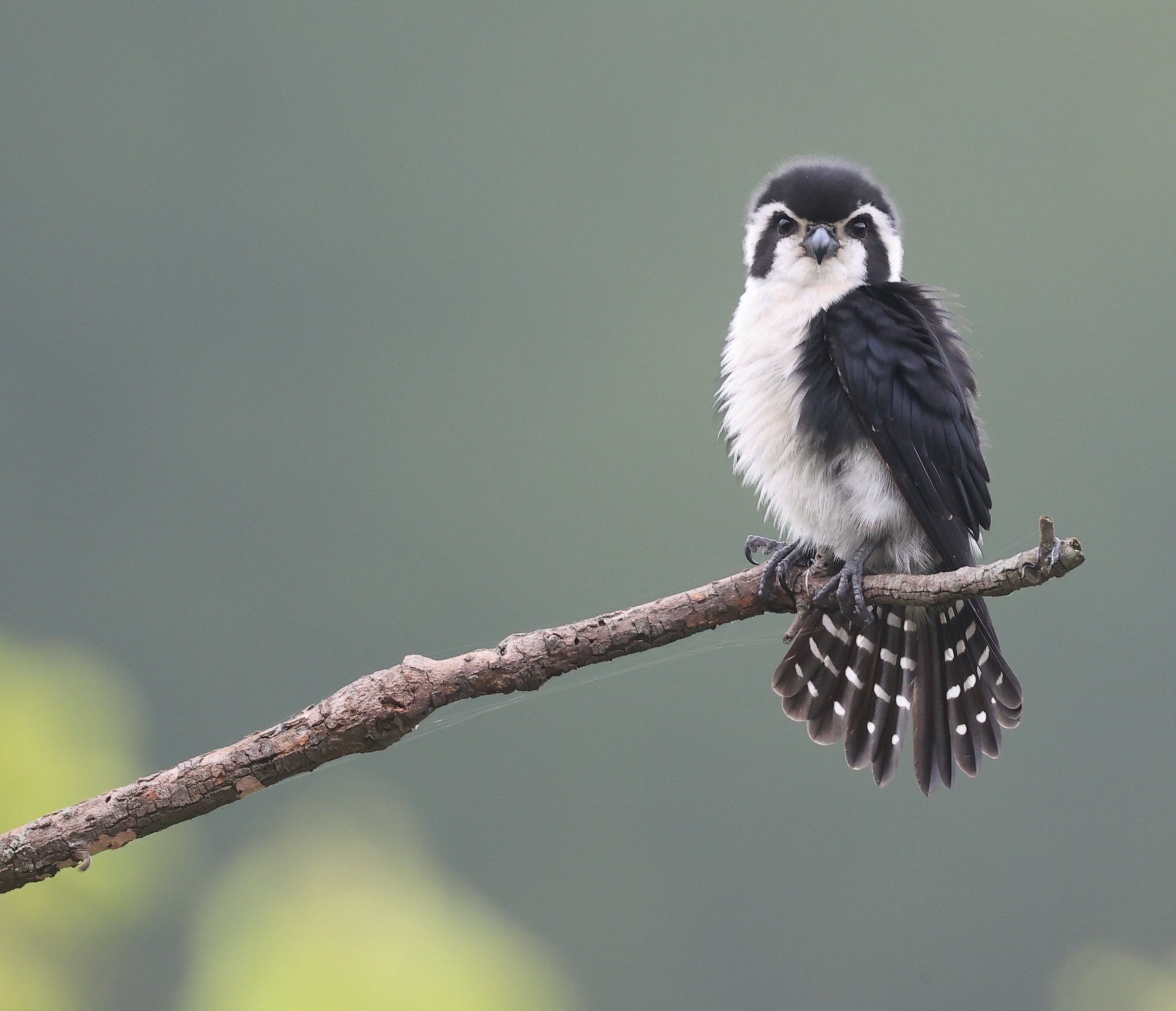 Double-pied falconet