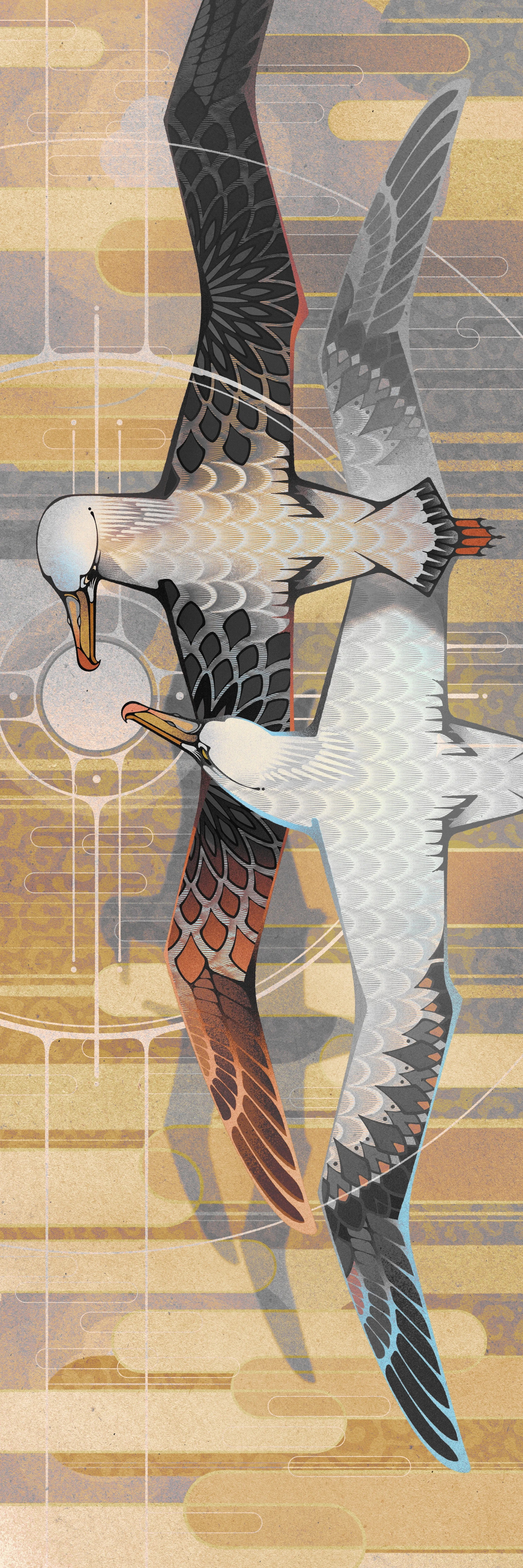 Albatross_Final.jpeg