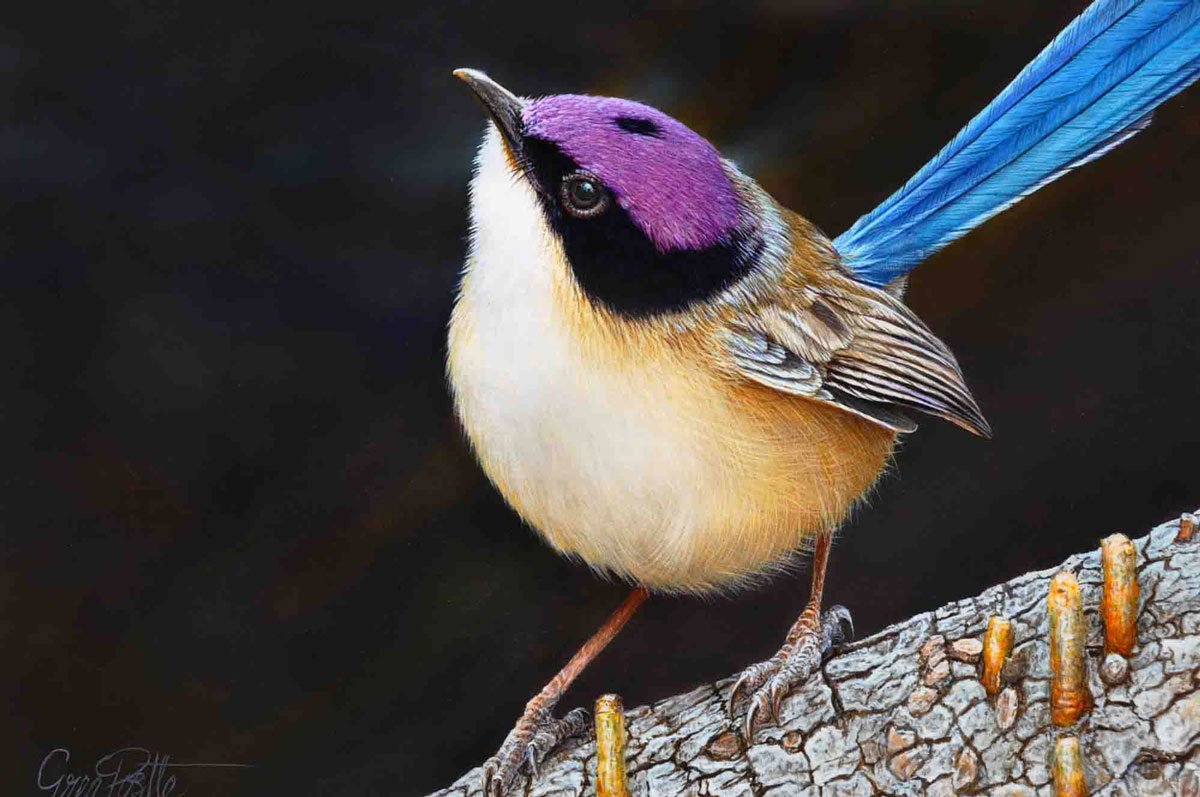 Purple-crowned fairy wren